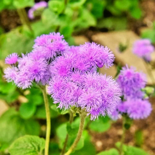 yorkshire-seeds3007970