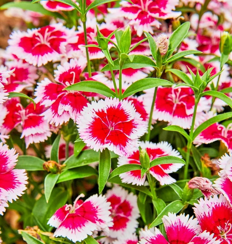 yorkshire-seeds3008038