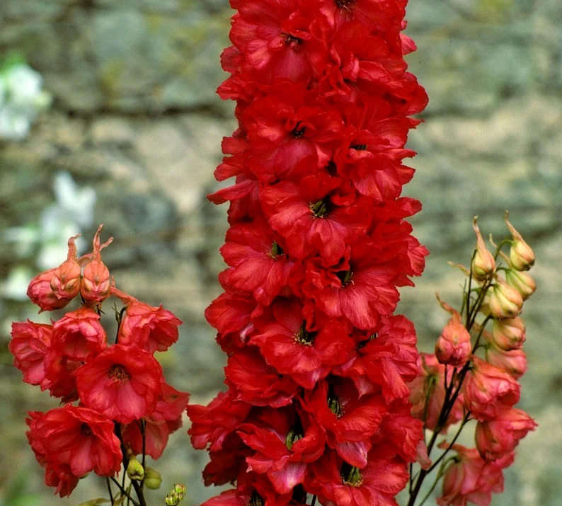 yorkshire-seeds3008094