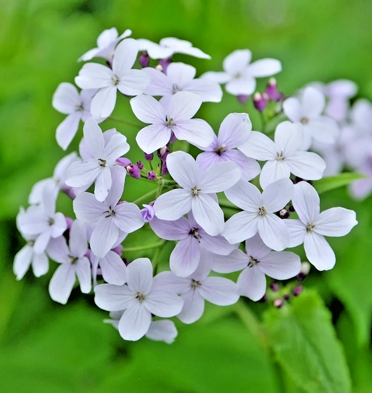 yorkshire-seeds3008142