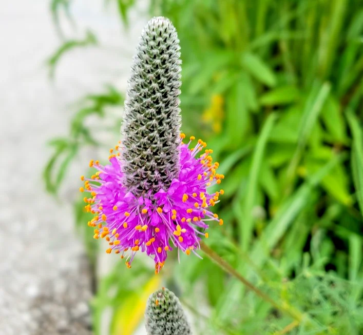 yorkshire-seeds3008178