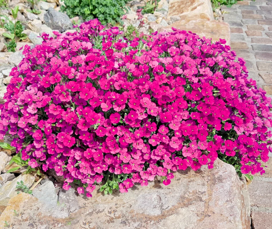 yorkshire-seeds3008310