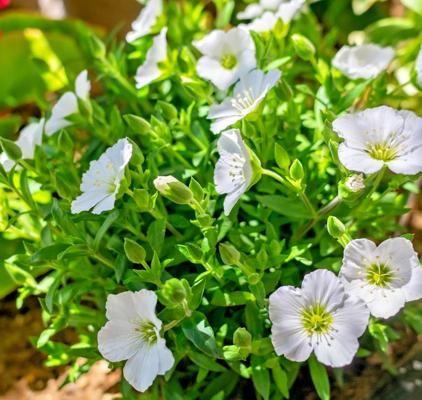 yorkshire-seeds3008441