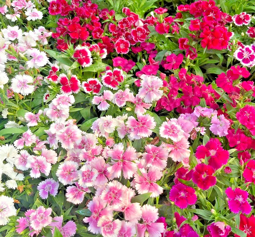 yorkshire-seeds3008525