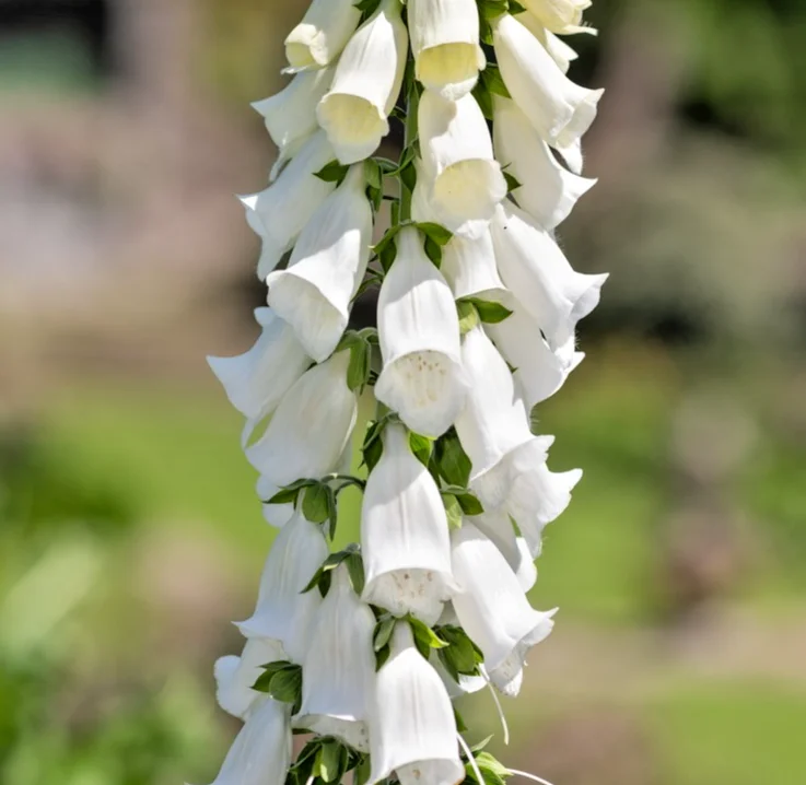 yorkshire-seeds3008564