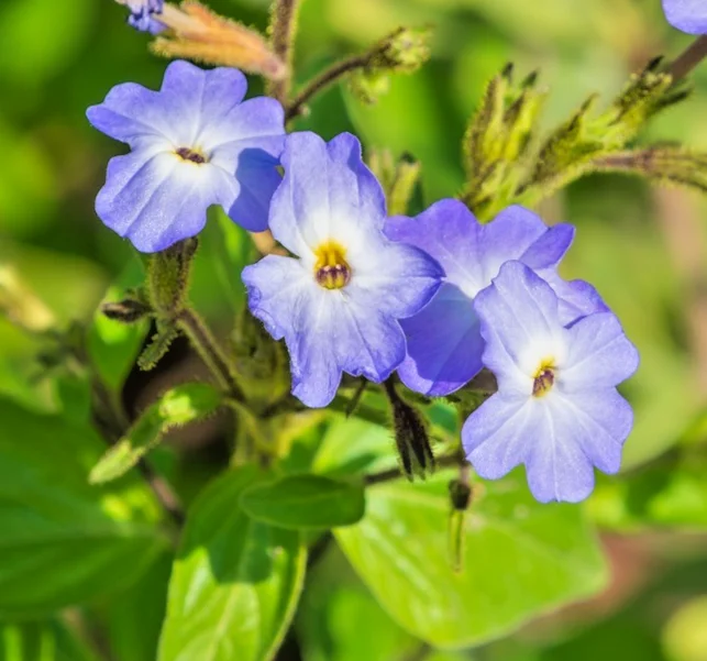 yorkshire-seeds3008597