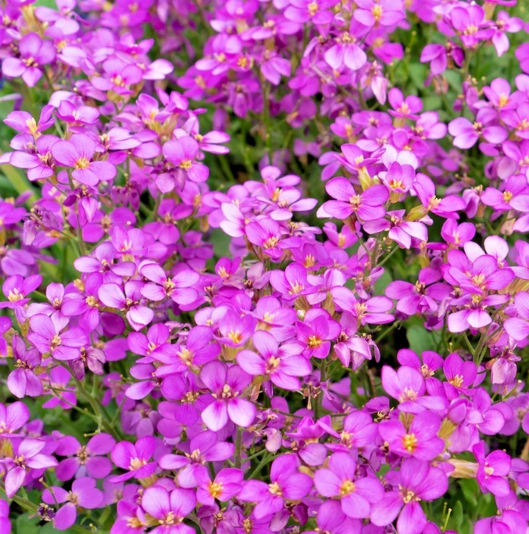 yorkshire-seeds3008661