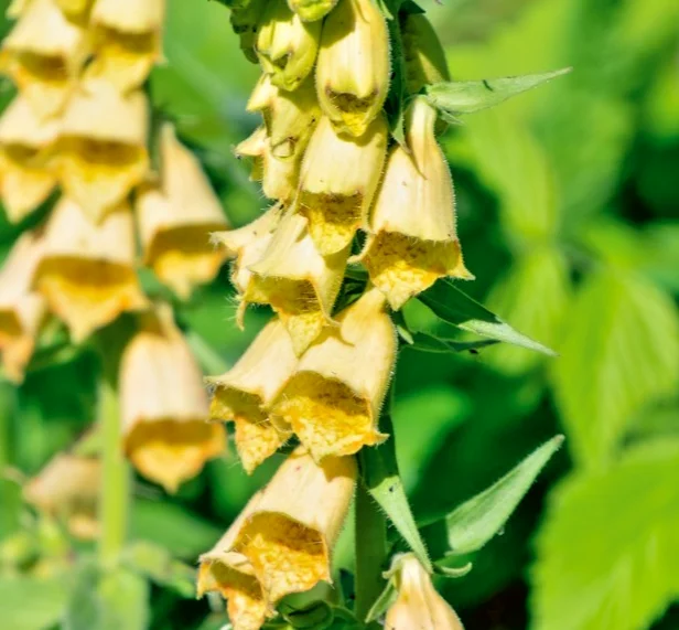 yorkshire-seeds3008751