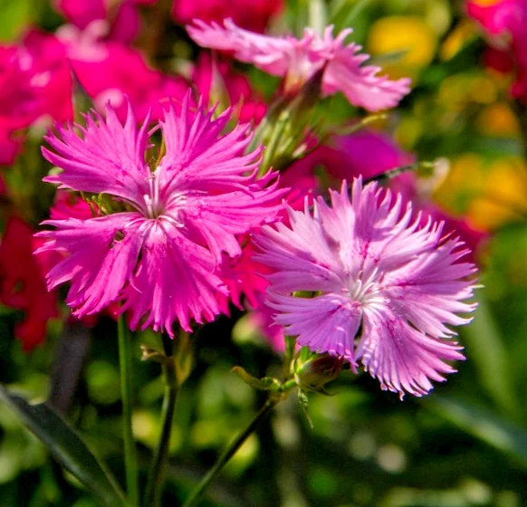 yorkshire-seeds3008791