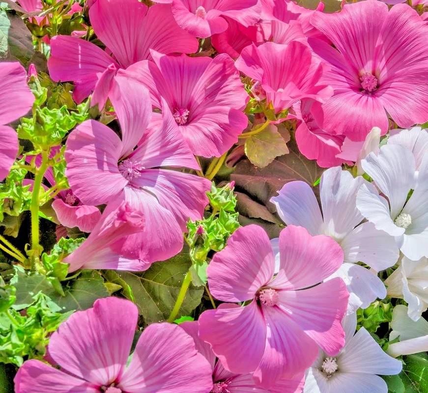 yorkshire-seeds3008988