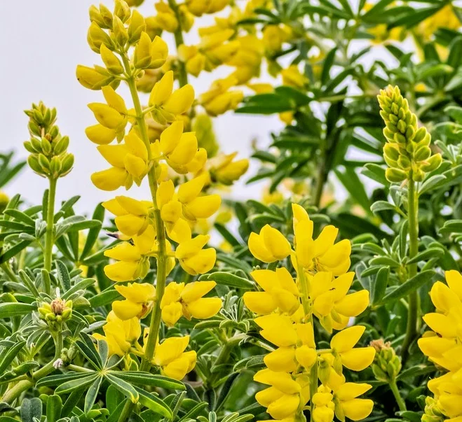 yorkshire-seeds3009054