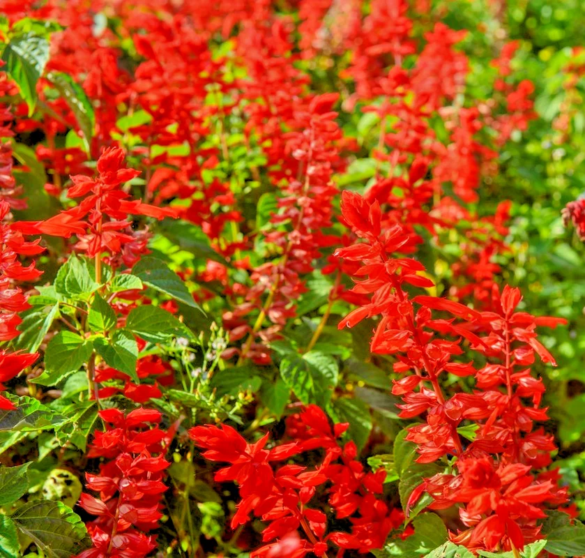 yorkshire-seeds3009161