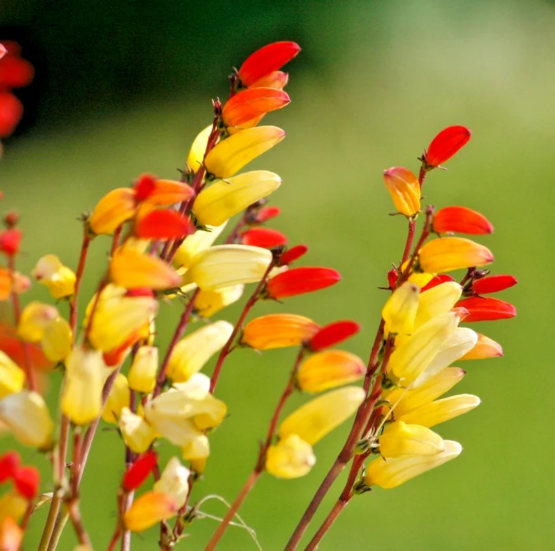 yorkshire-seeds3009208