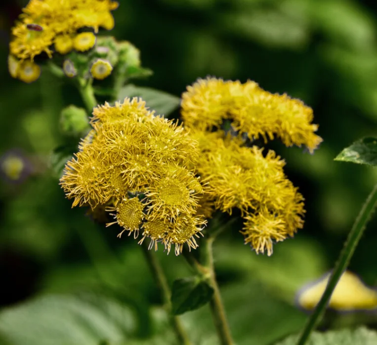 yorkshire-seeds3009248