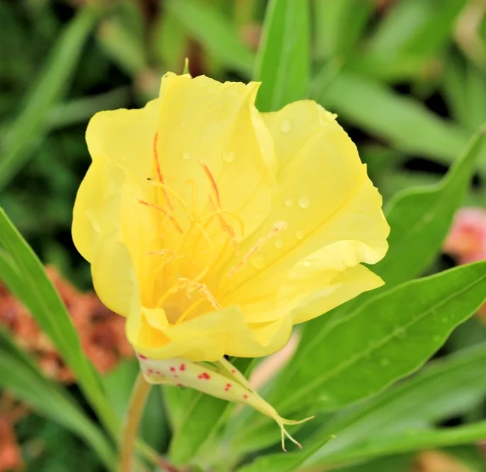 yorkshire-seeds3009390