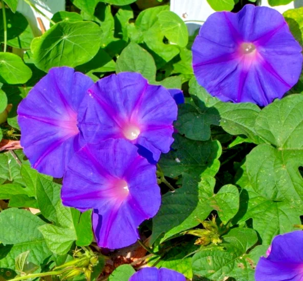 yorkshire-seeds3009424