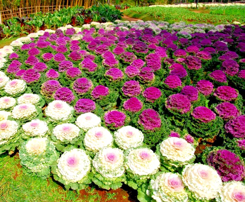 yorkshire-seeds3009490