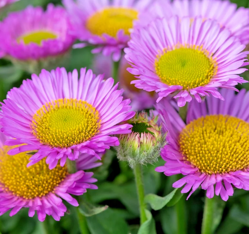 yorkshire-seeds3009553