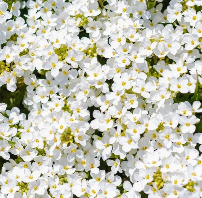 yorkshire-seeds3009600