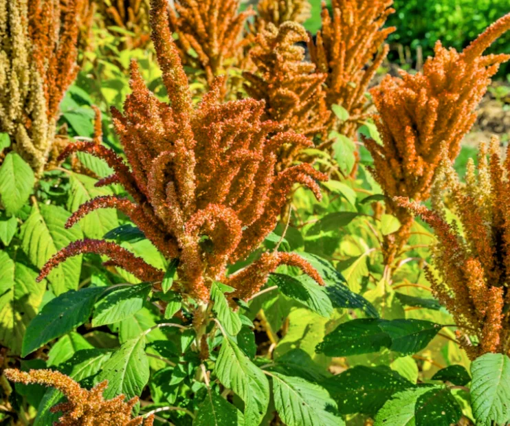 yorkshire-seeds3009653