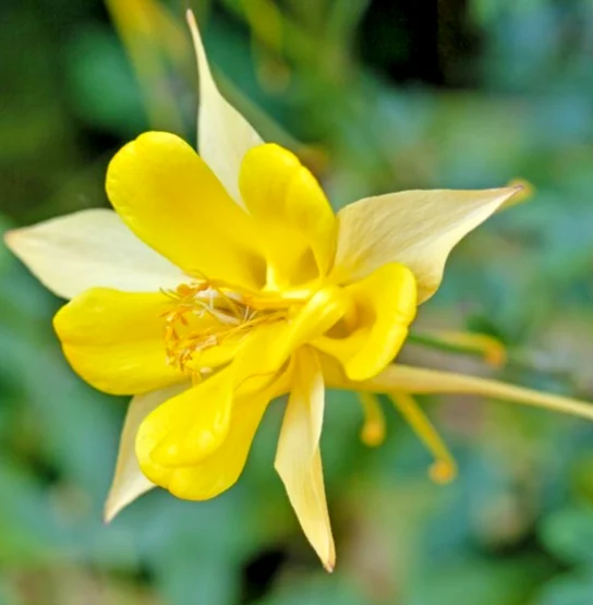 yorkshire-seeds3009724