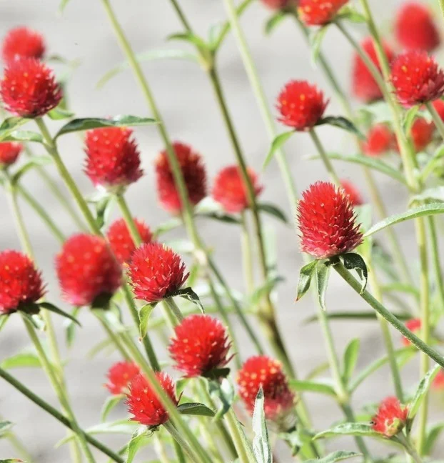 yorkshire-seeds3009802
