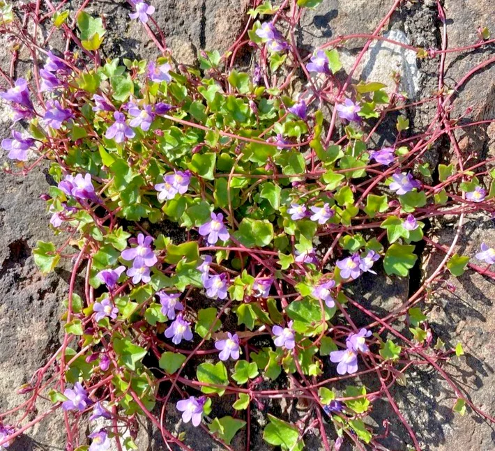 yorkshire-seeds3009858
