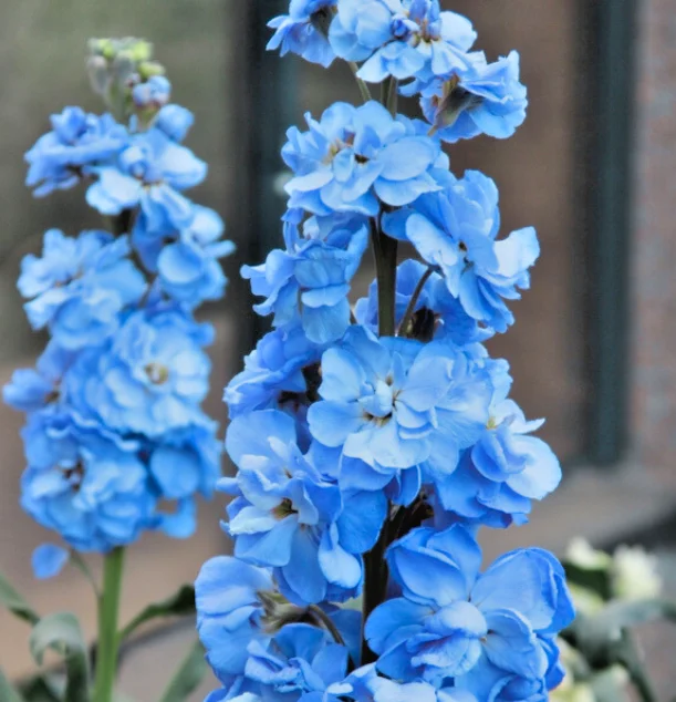 yorkshire-seeds3009896