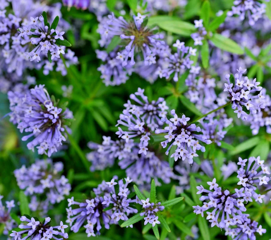 yorkshire-seeds3009959