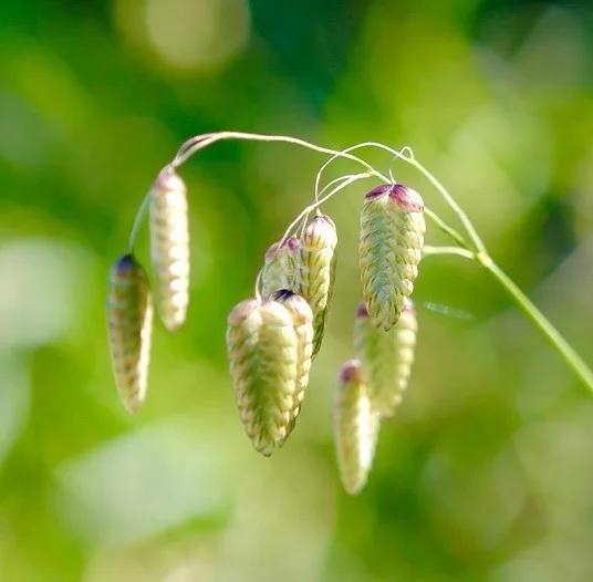 yorkshire-seeds3009973