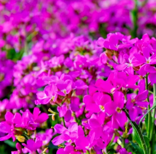 yorkshire-seeds3009998