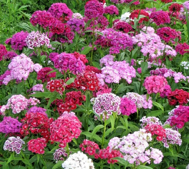 yorkshire-seeds3010045