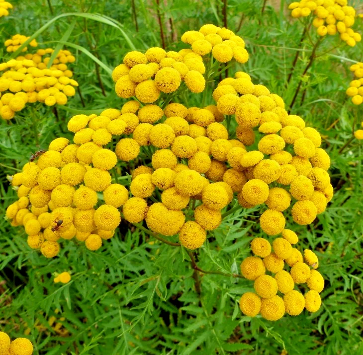 yorkshire-seeds3010092