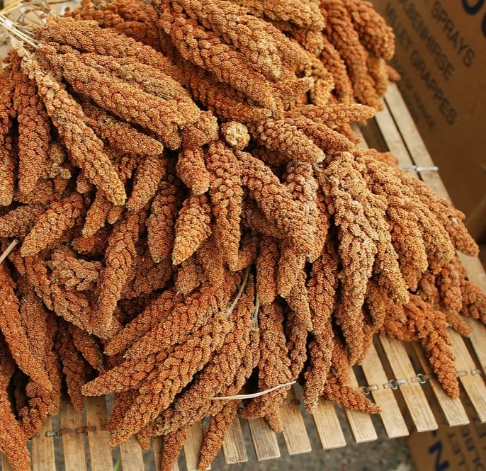 yorkshire-seeds3010256