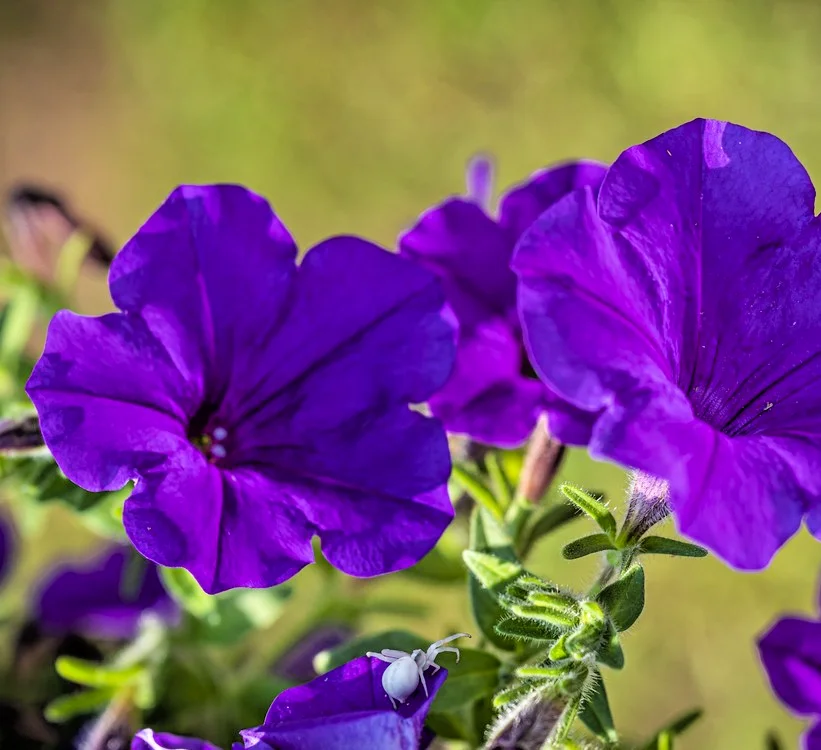 yorkshire-seeds3010385