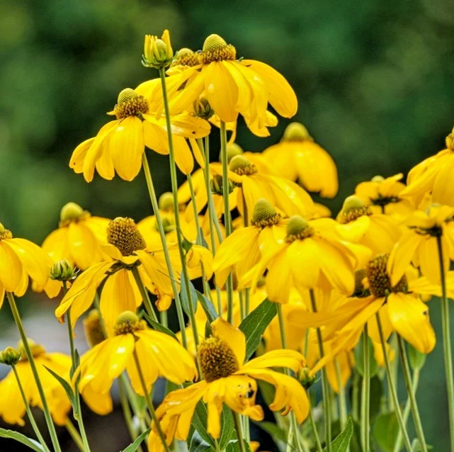 yorkshire-seeds3010517