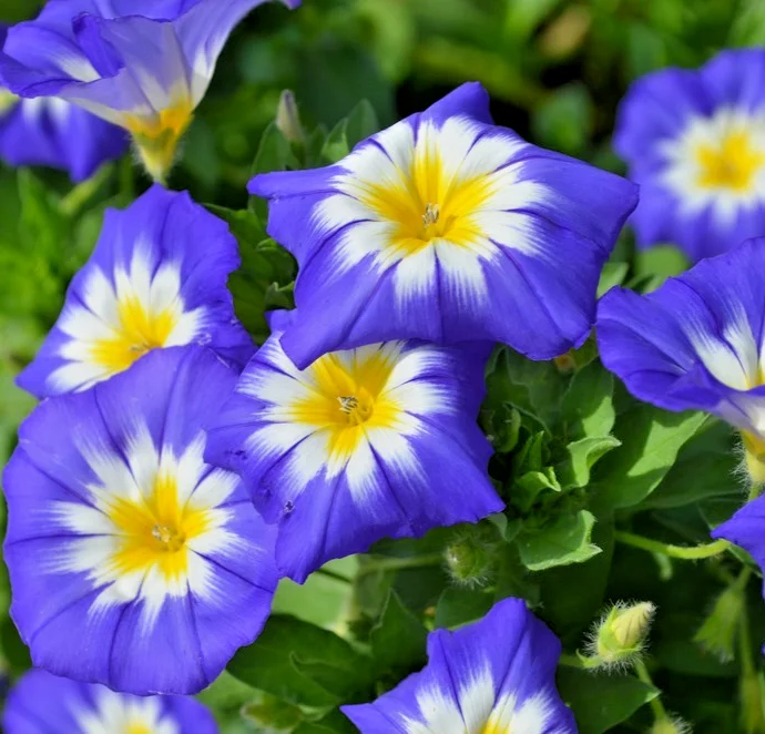 yorkshire-seeds3010623