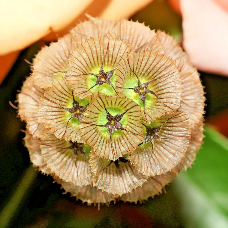 yorkshire-seeds3010701