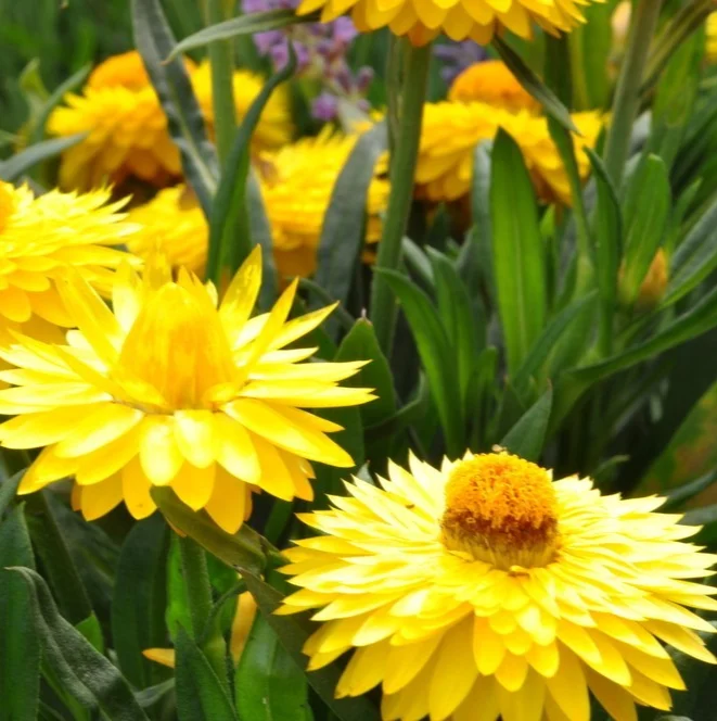 yorkshire-seeds3010739