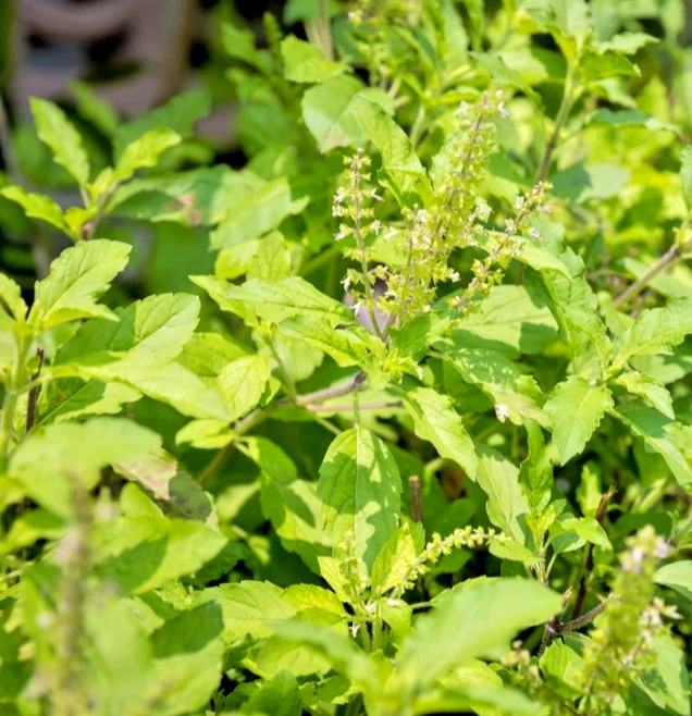 yorkshire-seeds3010787